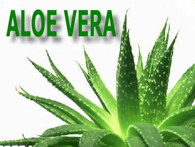 ALOE VERA