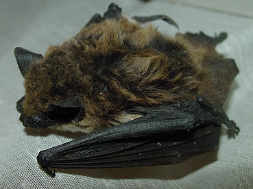 Pipistrello nano